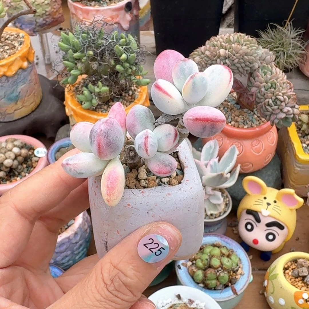 225 多肉含盆土30元包邮➗偏远地区