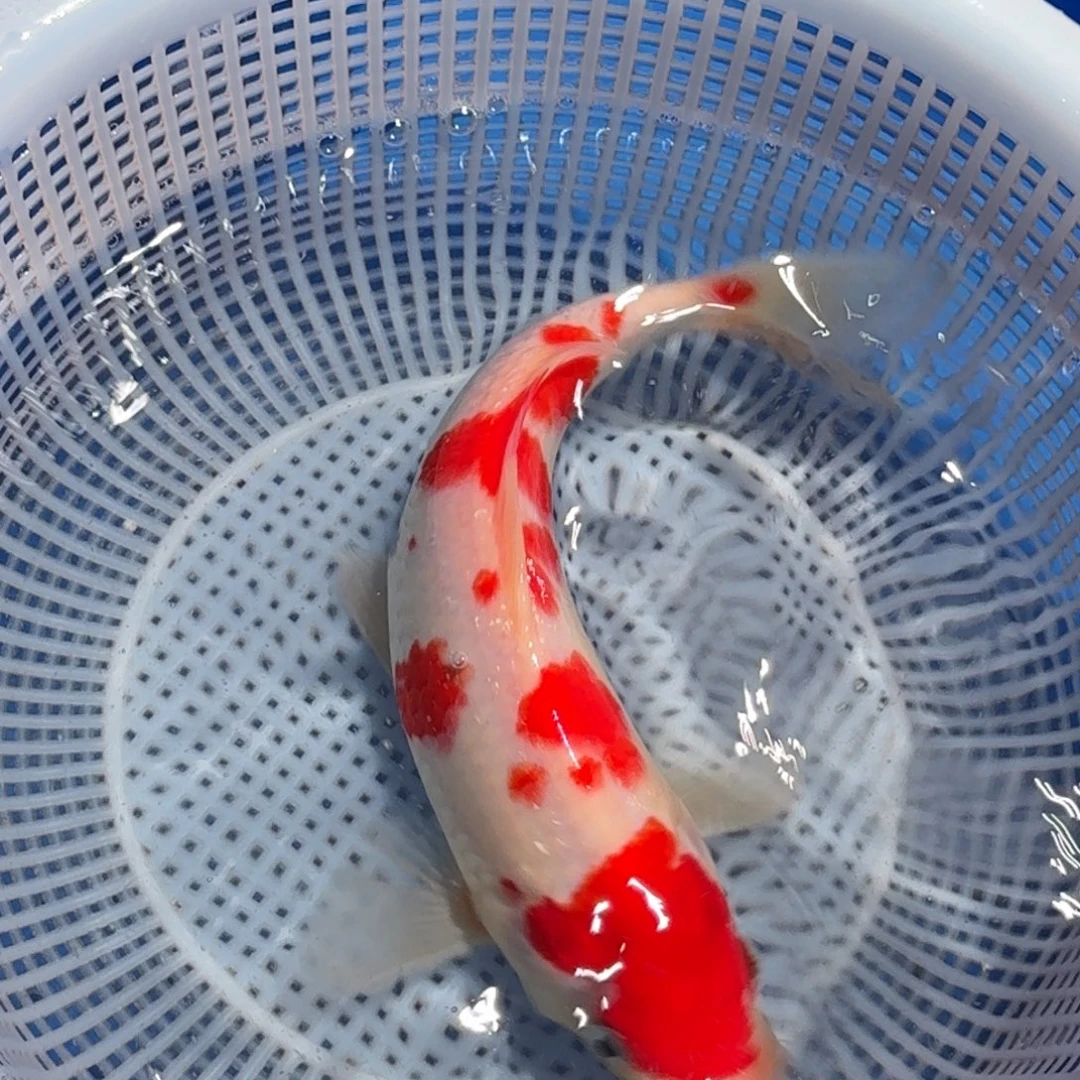 锦鲤精品甄选血统锦鲤