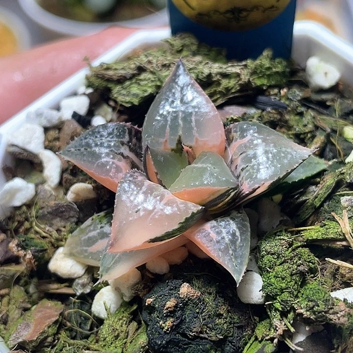 713酒吞锦特选福利