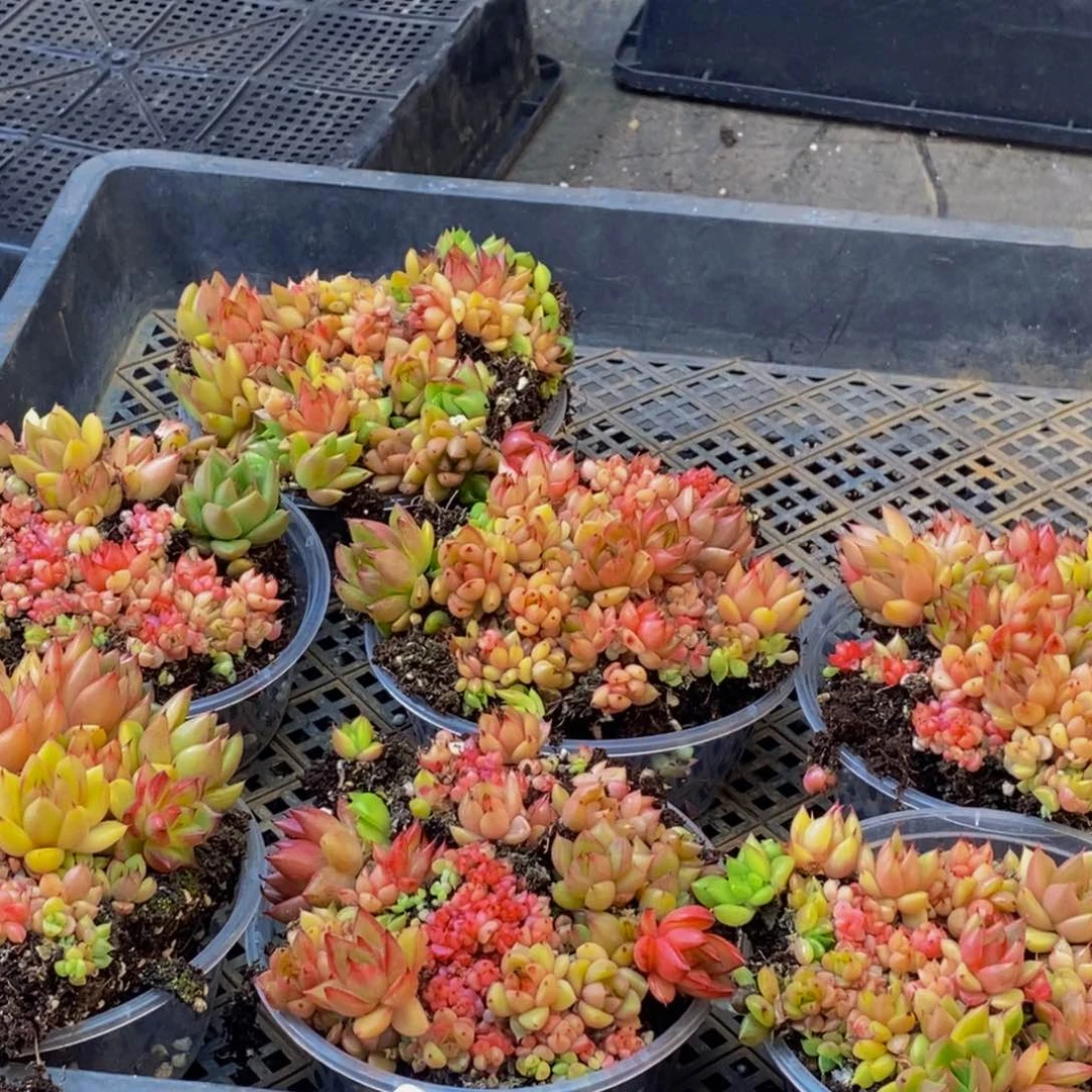 122多肉多肉植物量拍一盒