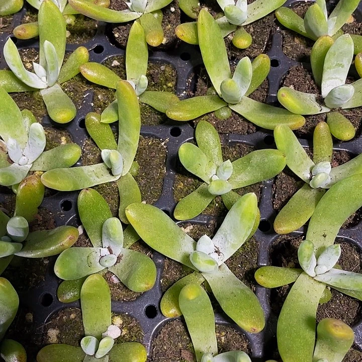 仙女杯拇指1.8带土发