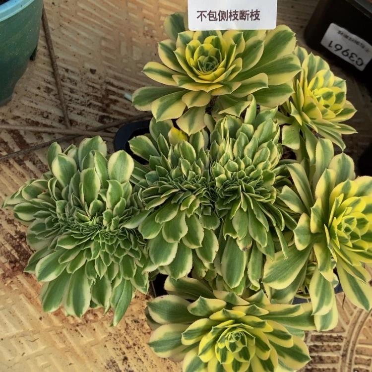 【闪购商品】3819迈巴赫缀多肉