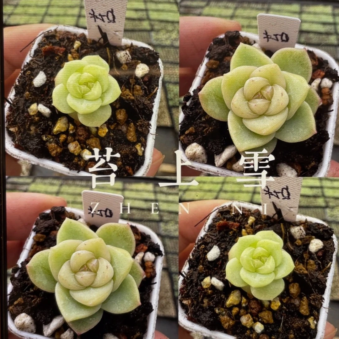 苔上雪20粒，正价32.8，新手推荐