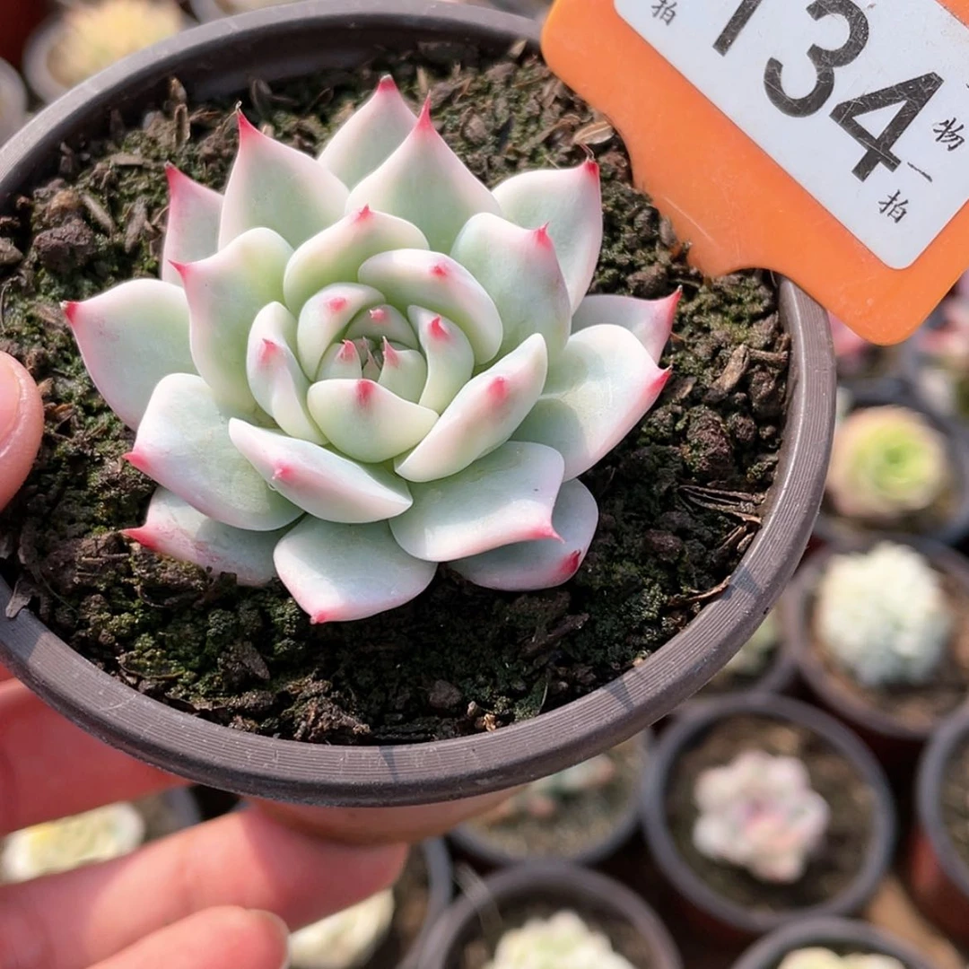 【闪购商品】134吉娃娃锦