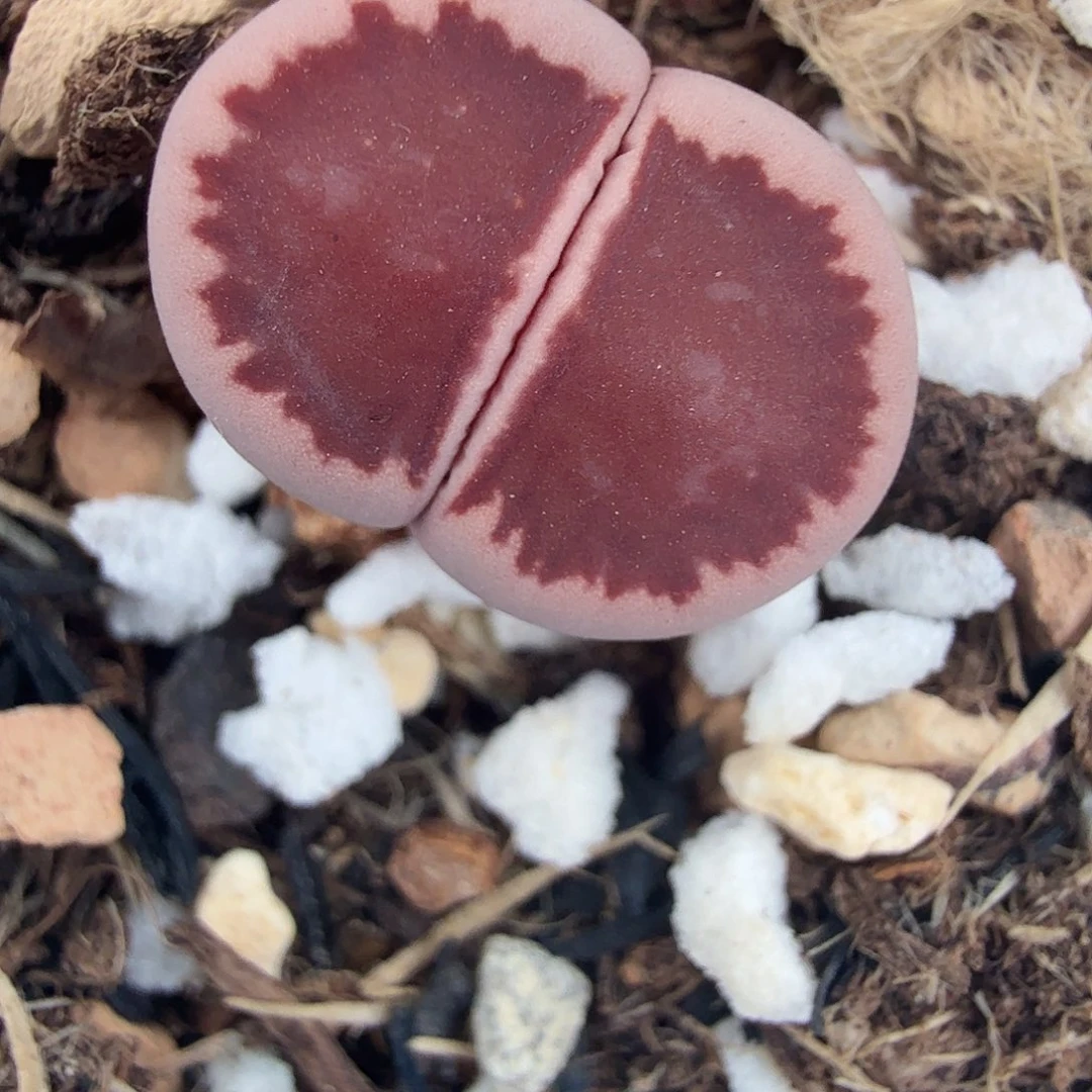 这个点睡起来都会梦中434