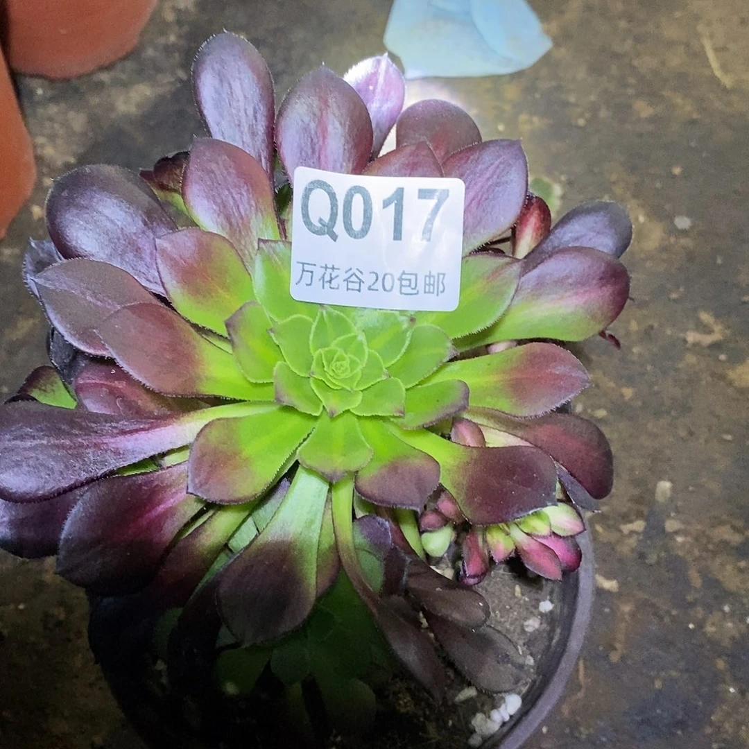 017童颜阴阳多肉植物