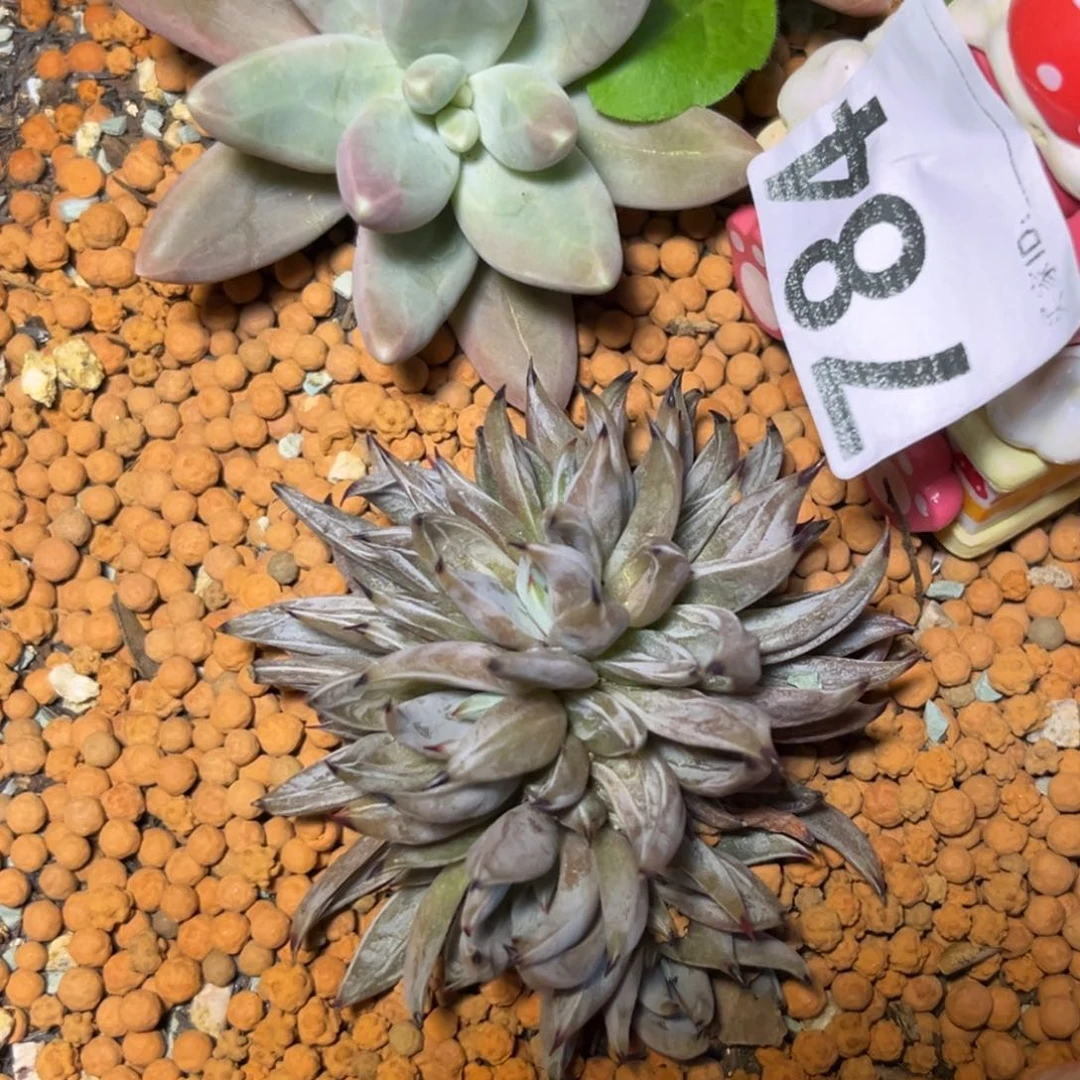 铁****疮784多肉植物魔抓