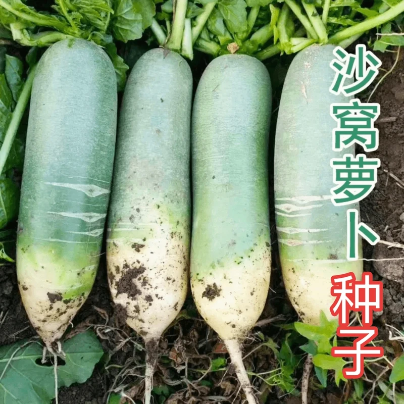 沙窝萝卜脆甜水果萝卜种子美观深绿色生长植株