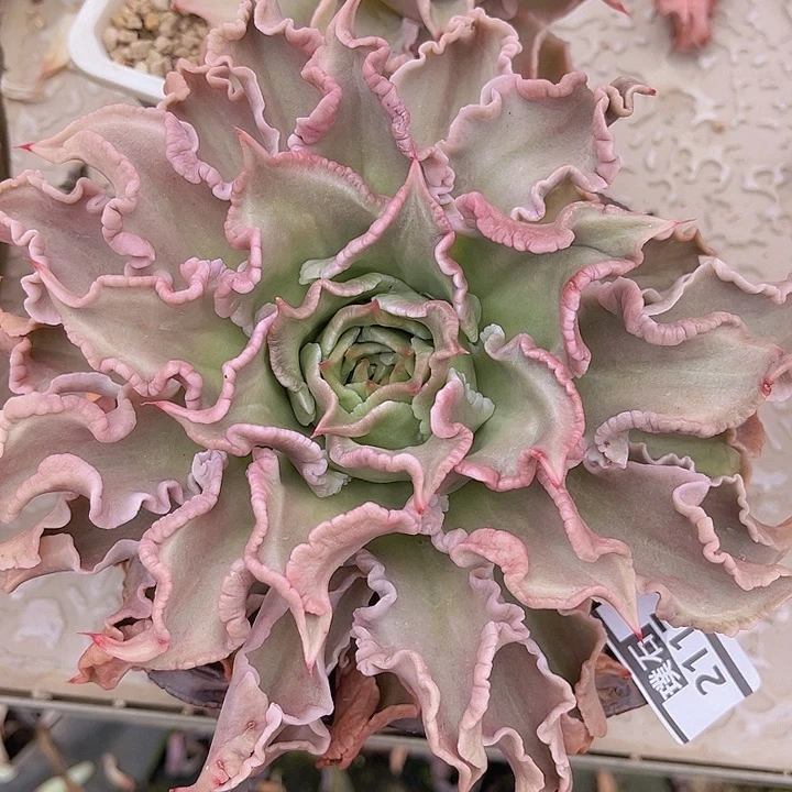 饺子皮2117多肉植物