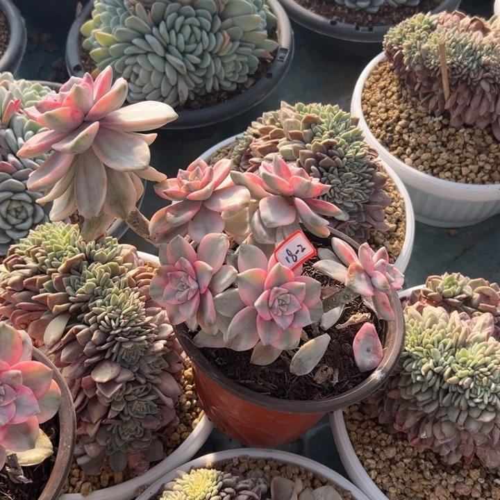 精品多肉植物老桩紫乐锦