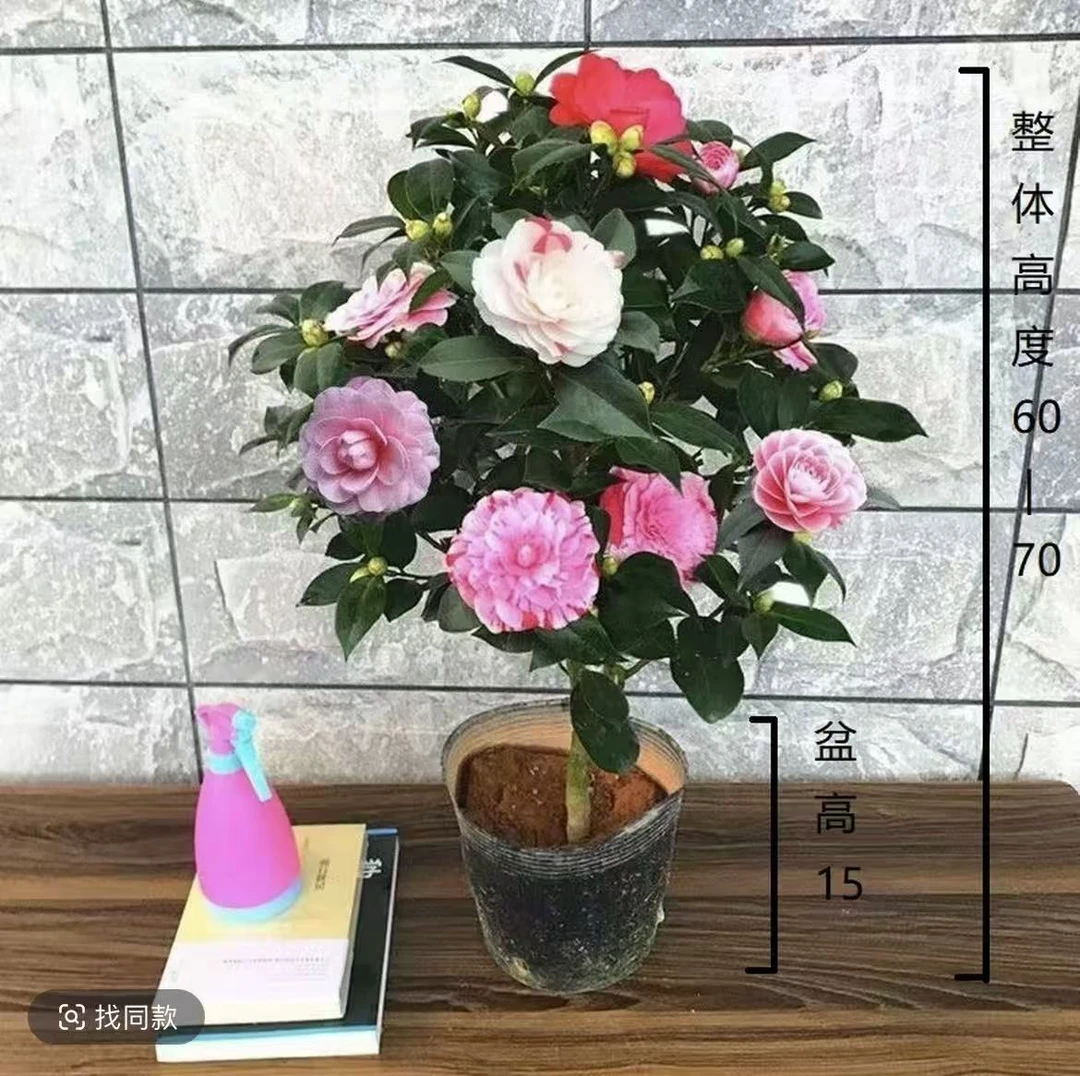 【60-70cm】盆栽五色赤丹带白盆带花苞室内四季名贵花卉开花植物YAY
