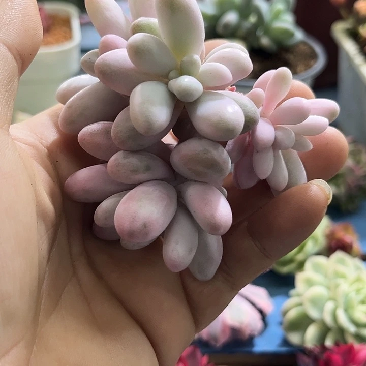 123汤圆锦多头群无根