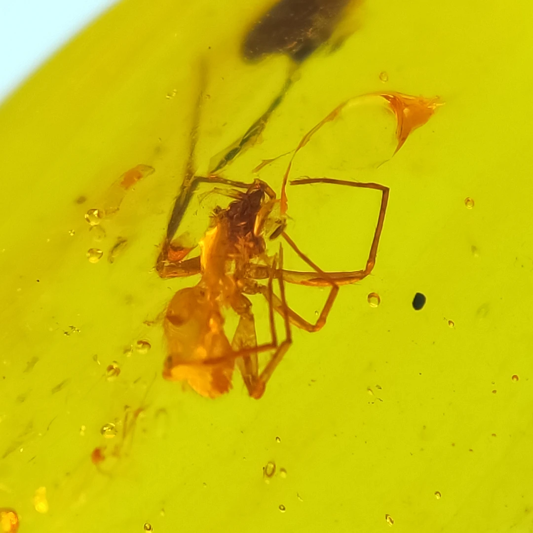 蜘蛛天然缅甸琥珀特色虫珀无优化化石原石裸石保真珀体微亮片