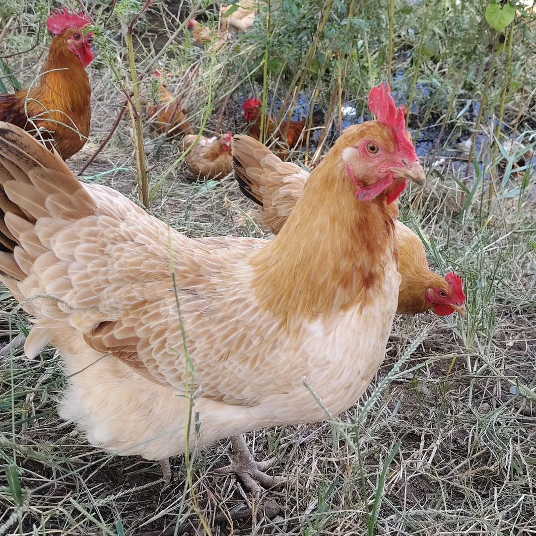 【儿时味道】农家散养流动放养黄油土母鸡