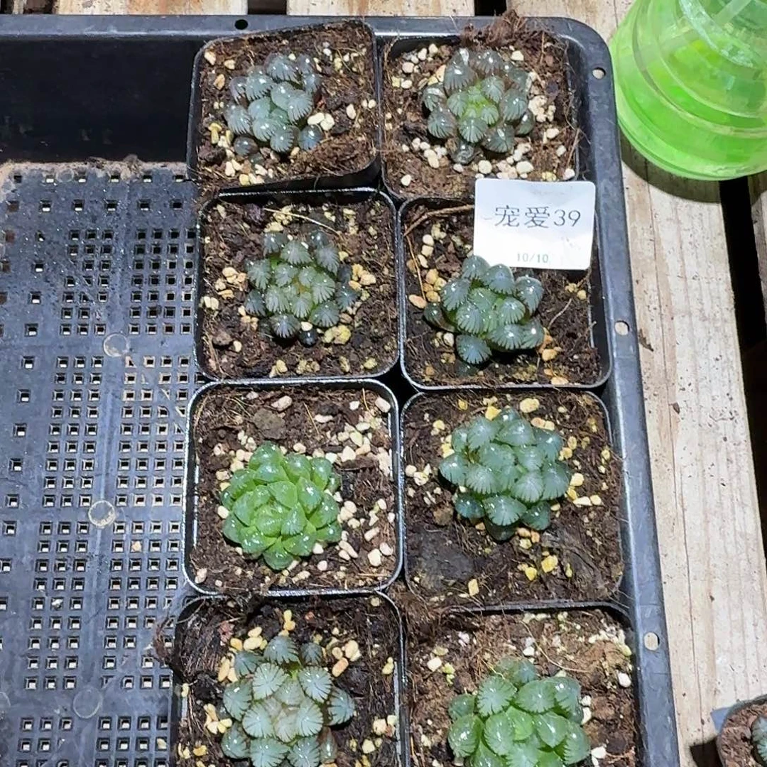 直播福利一物一拍39