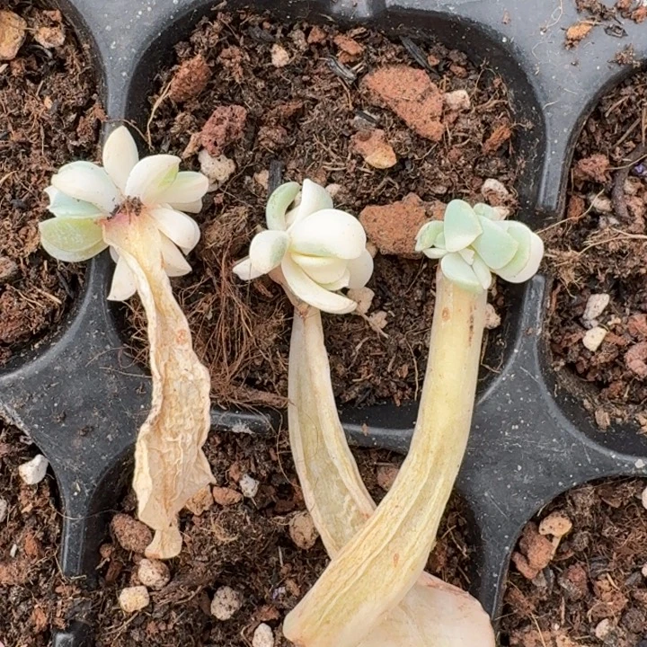 特玉莲叶片一物一拍