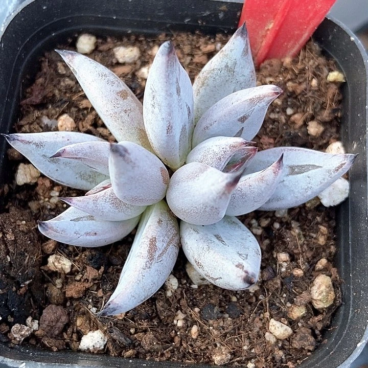 多肉植物魔爪520