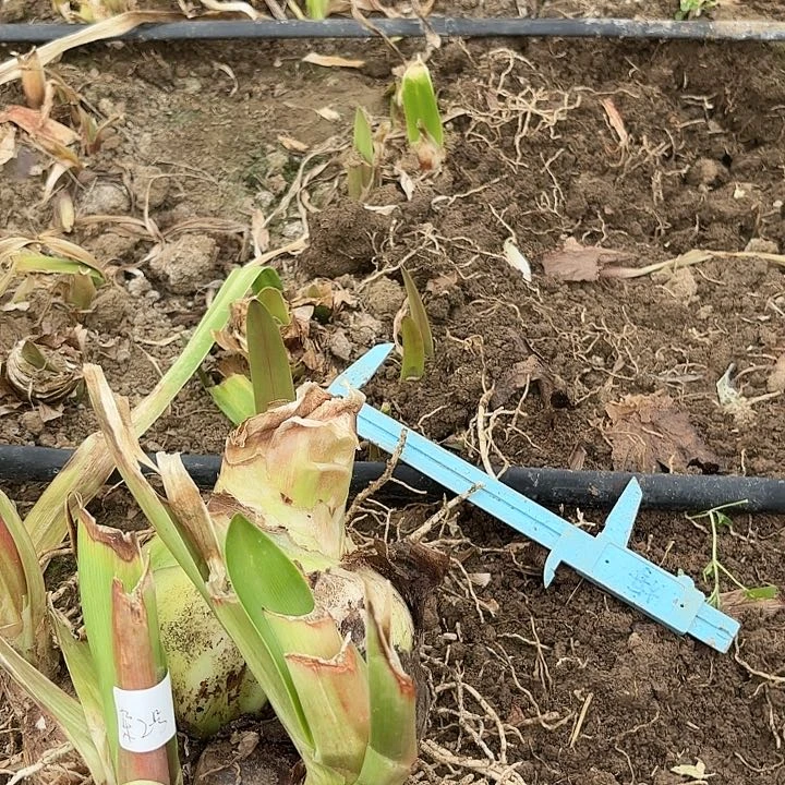 杂交2号开花不售后