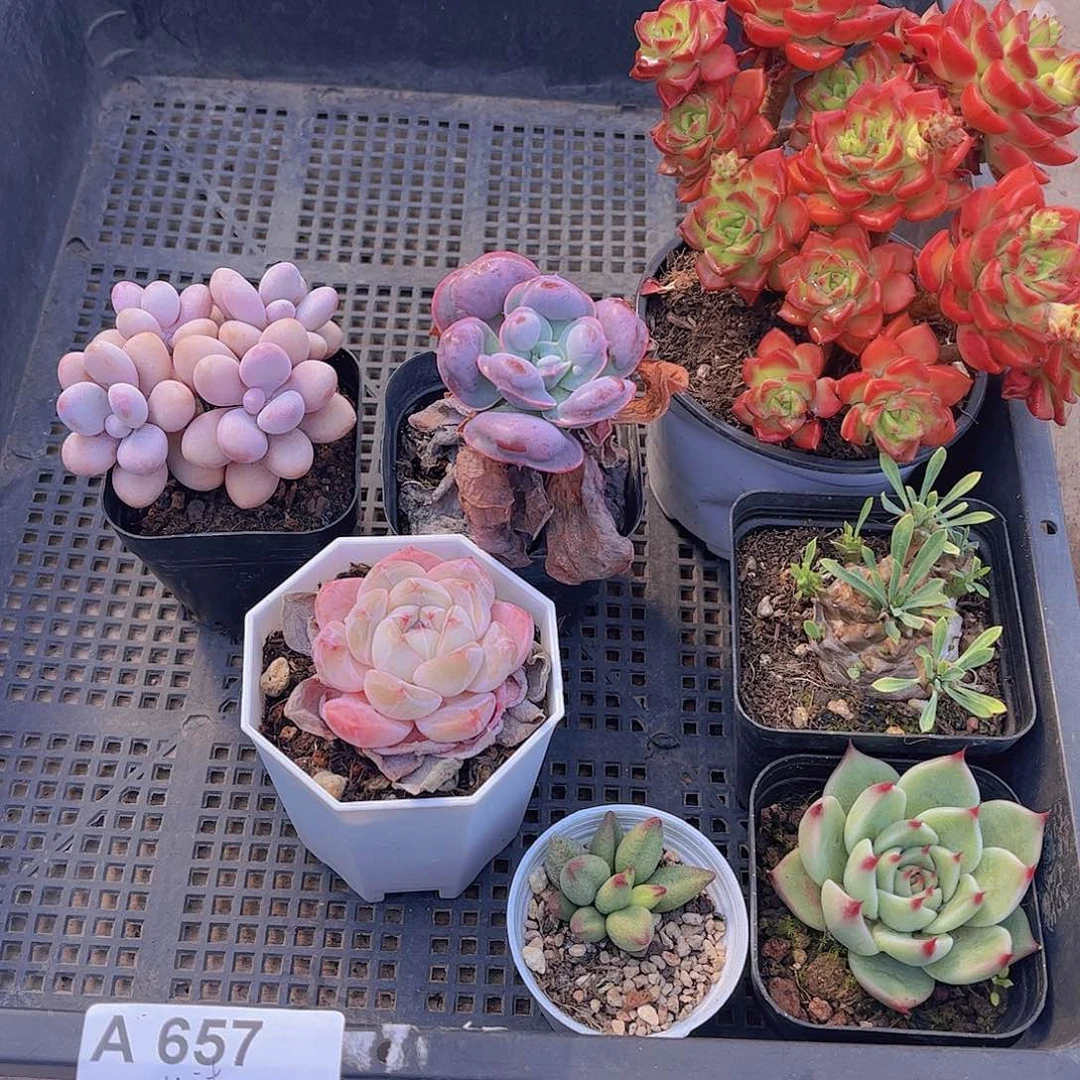 多肉657多肉植物