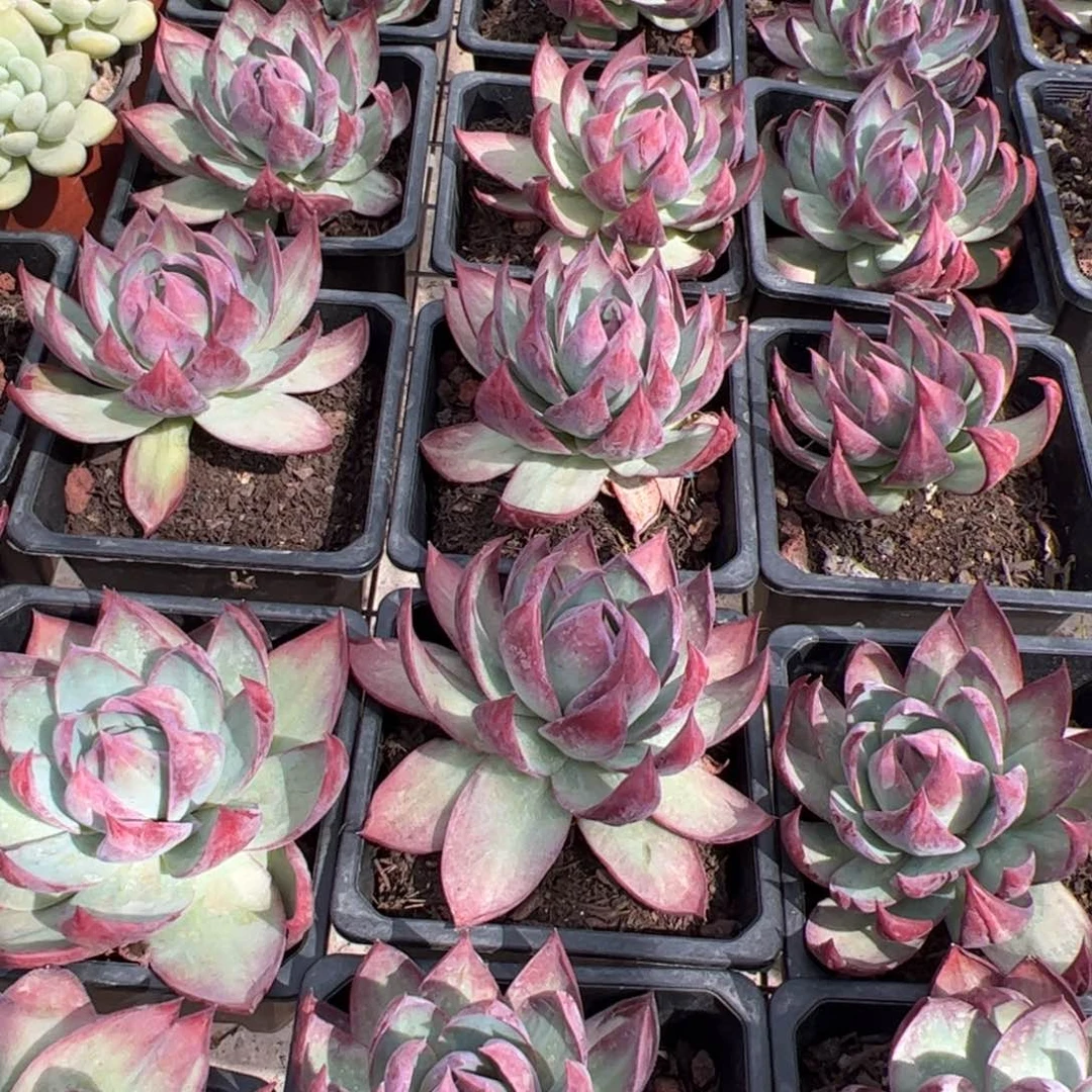 新疆包邮 12方杯惊鸿仙子