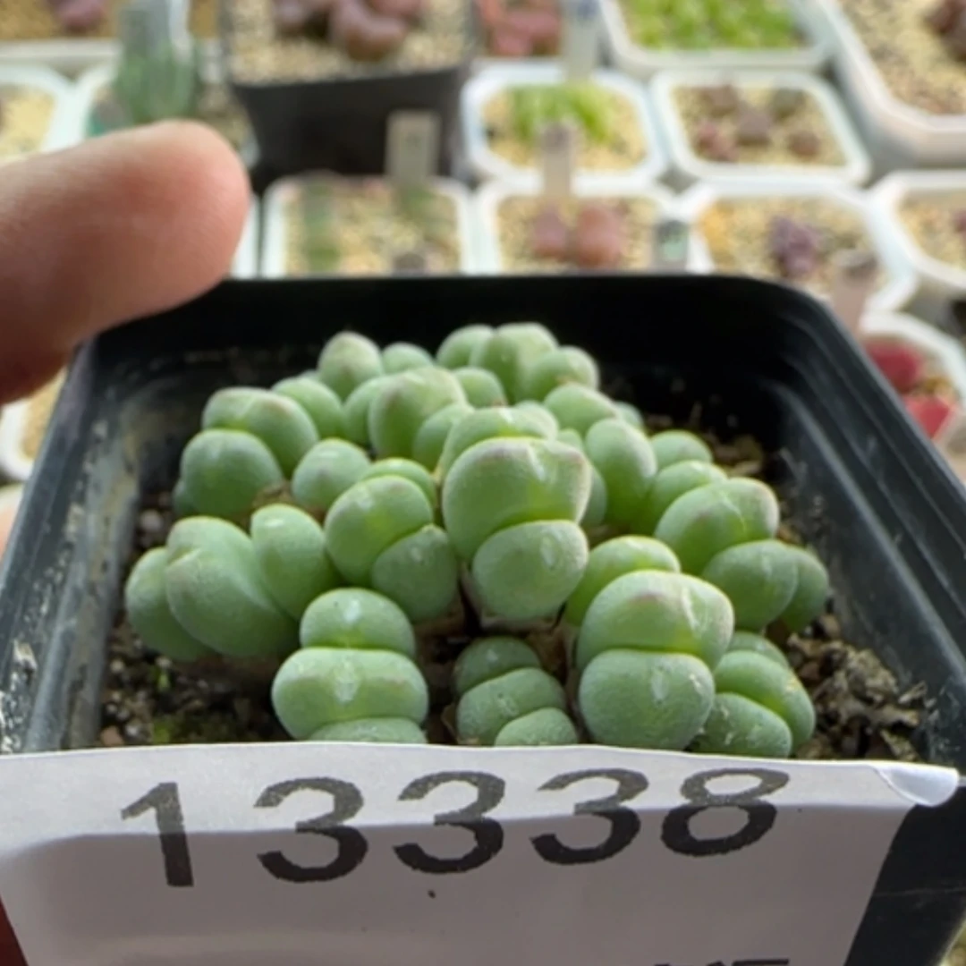 【闪购商品】13338