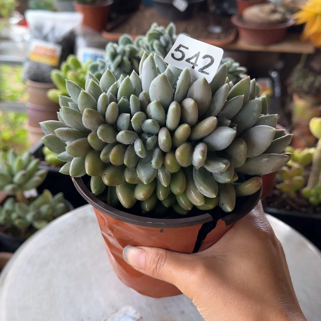 542号 一物一拍    一物一拍