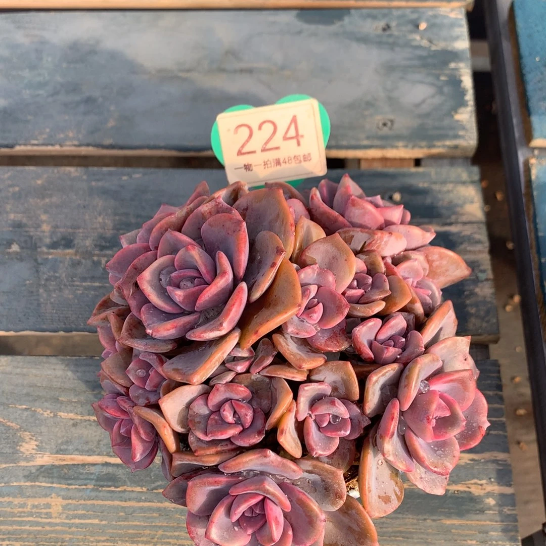 信***子彩虹糖老桩无砍平头224