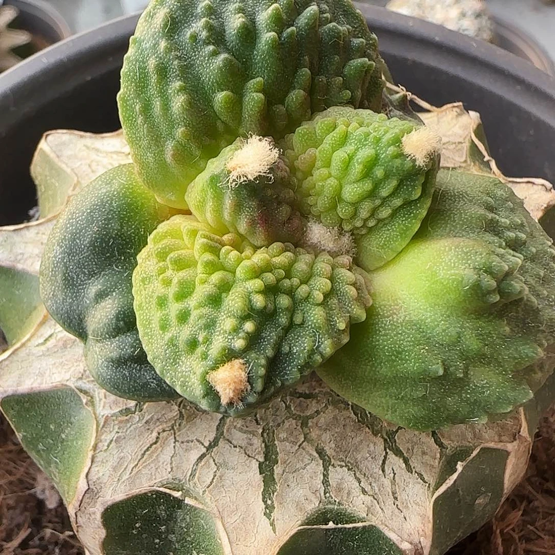 满叶怒涛240仙人球