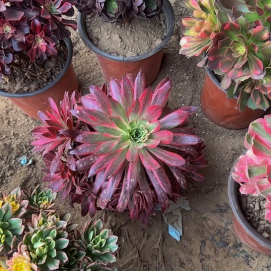 孔雀锦9.9多肉植物