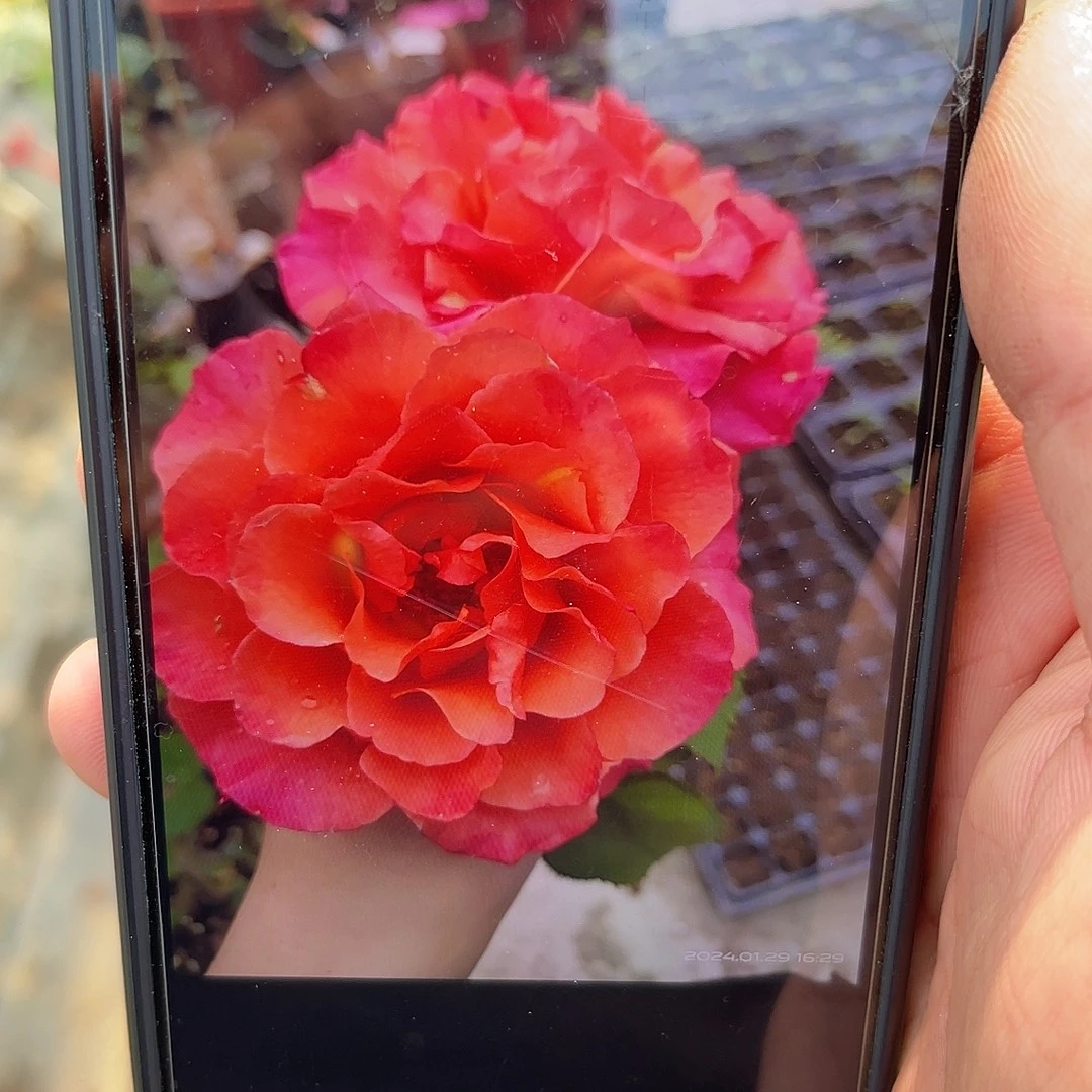 无花朵——-河本辉煌 福利