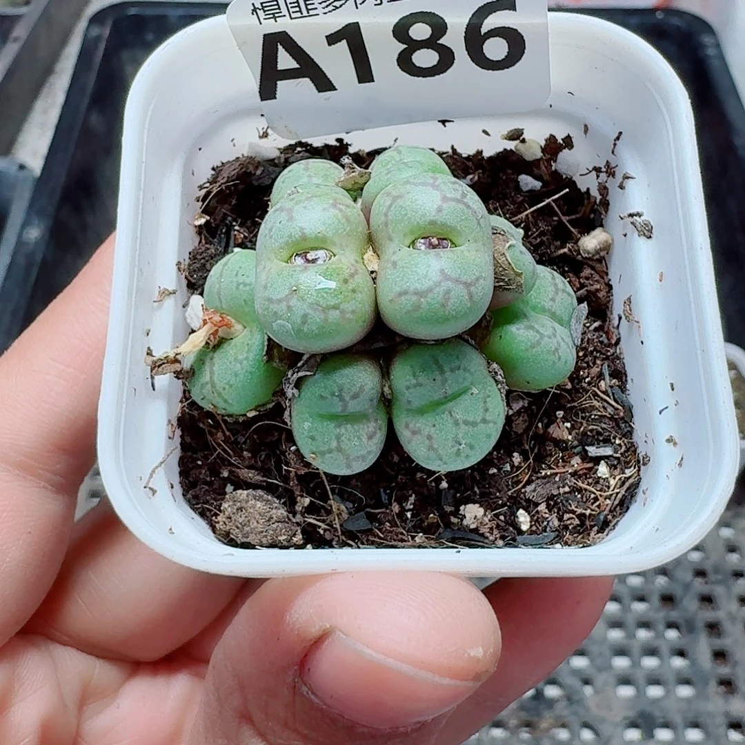 186多肉植物多肉植物