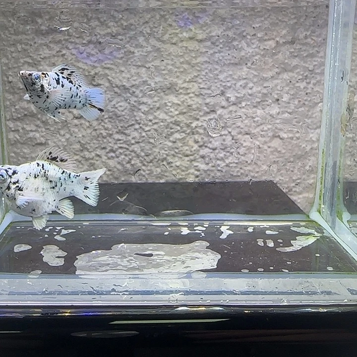 孔雀鱼奶牛圆尾。27号。