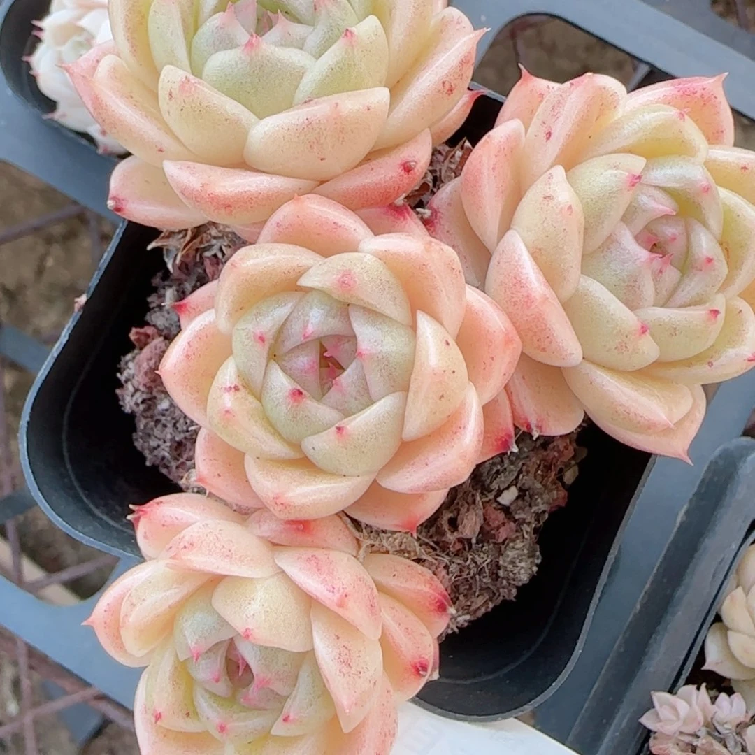 C***花语多肉1228-414散