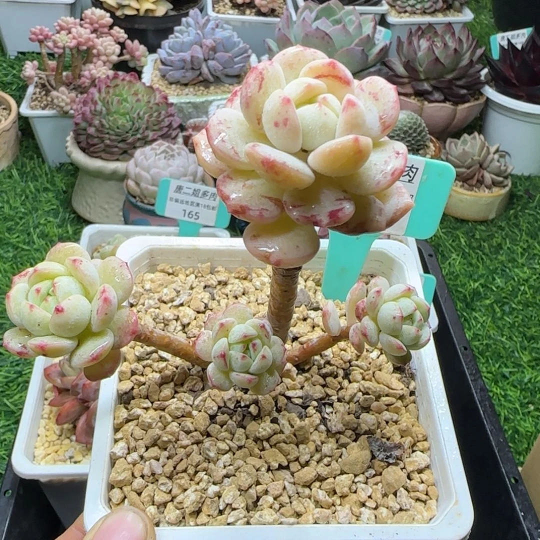 唐二姐多肉编号169