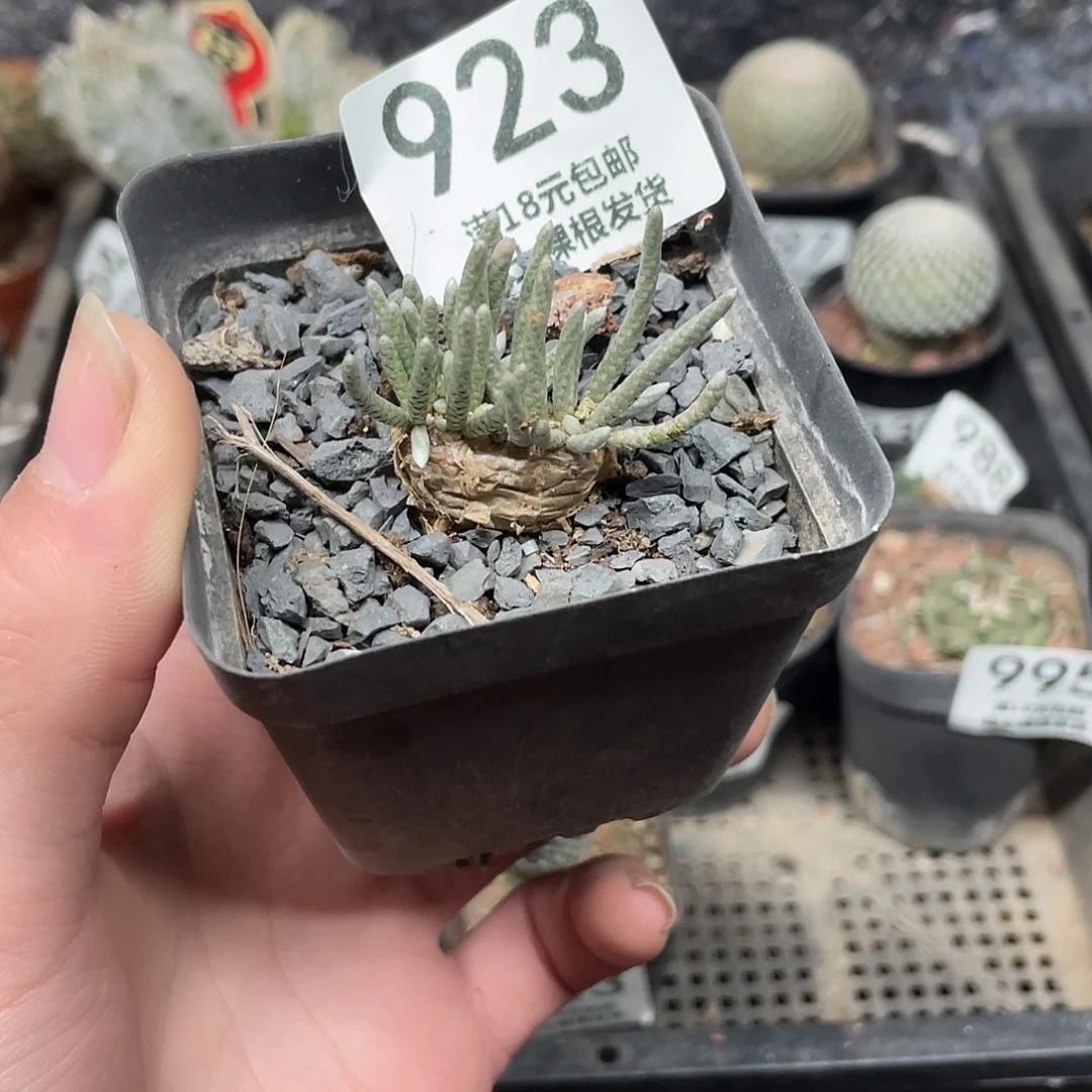 923韧锦（满18包邮）