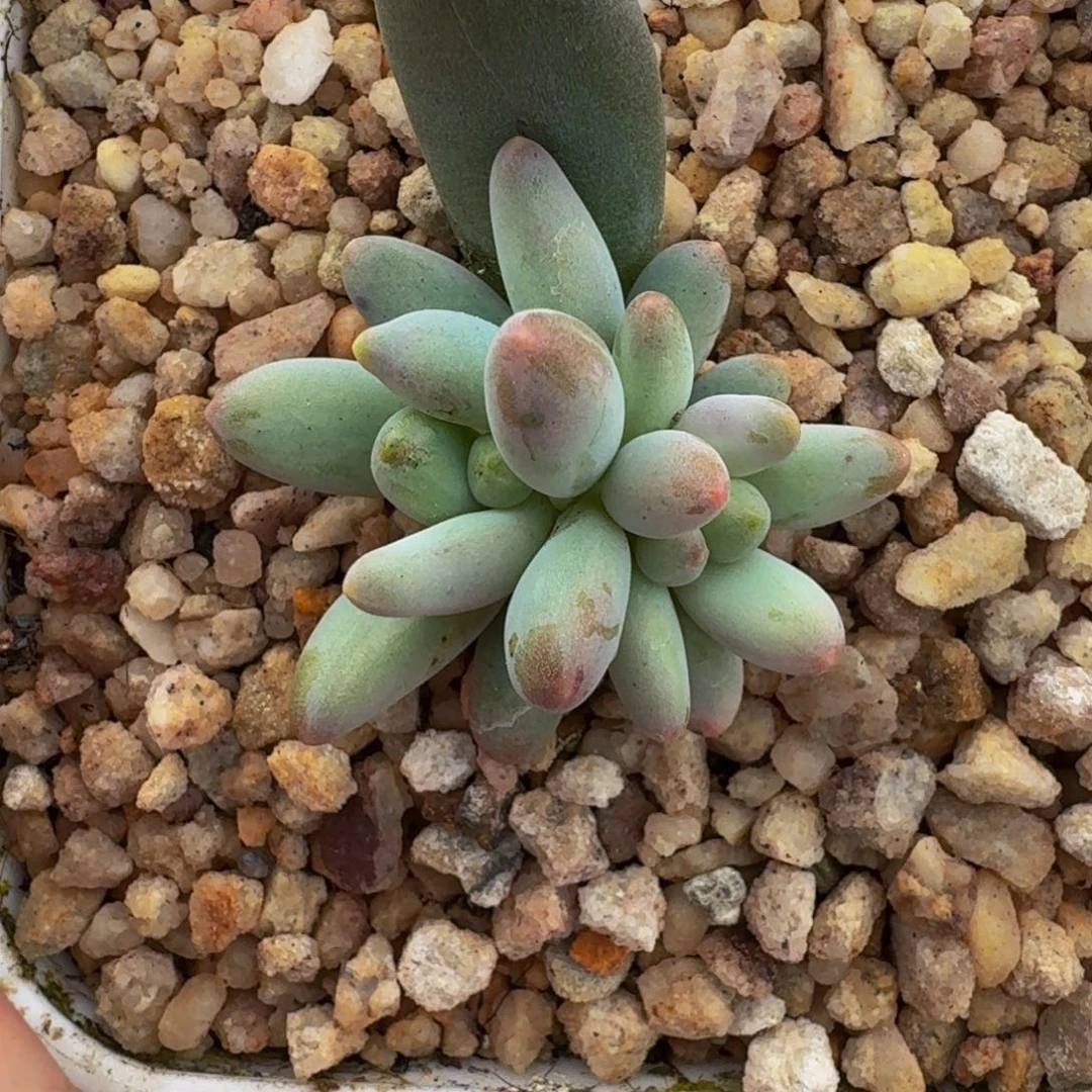 弗莱布 叶插 一物一拍