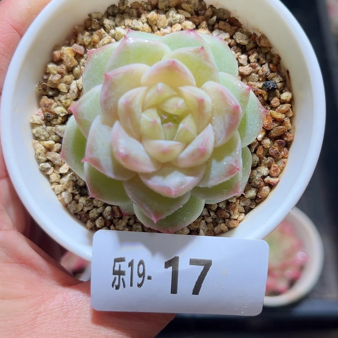 木乐14-17麦秆单头