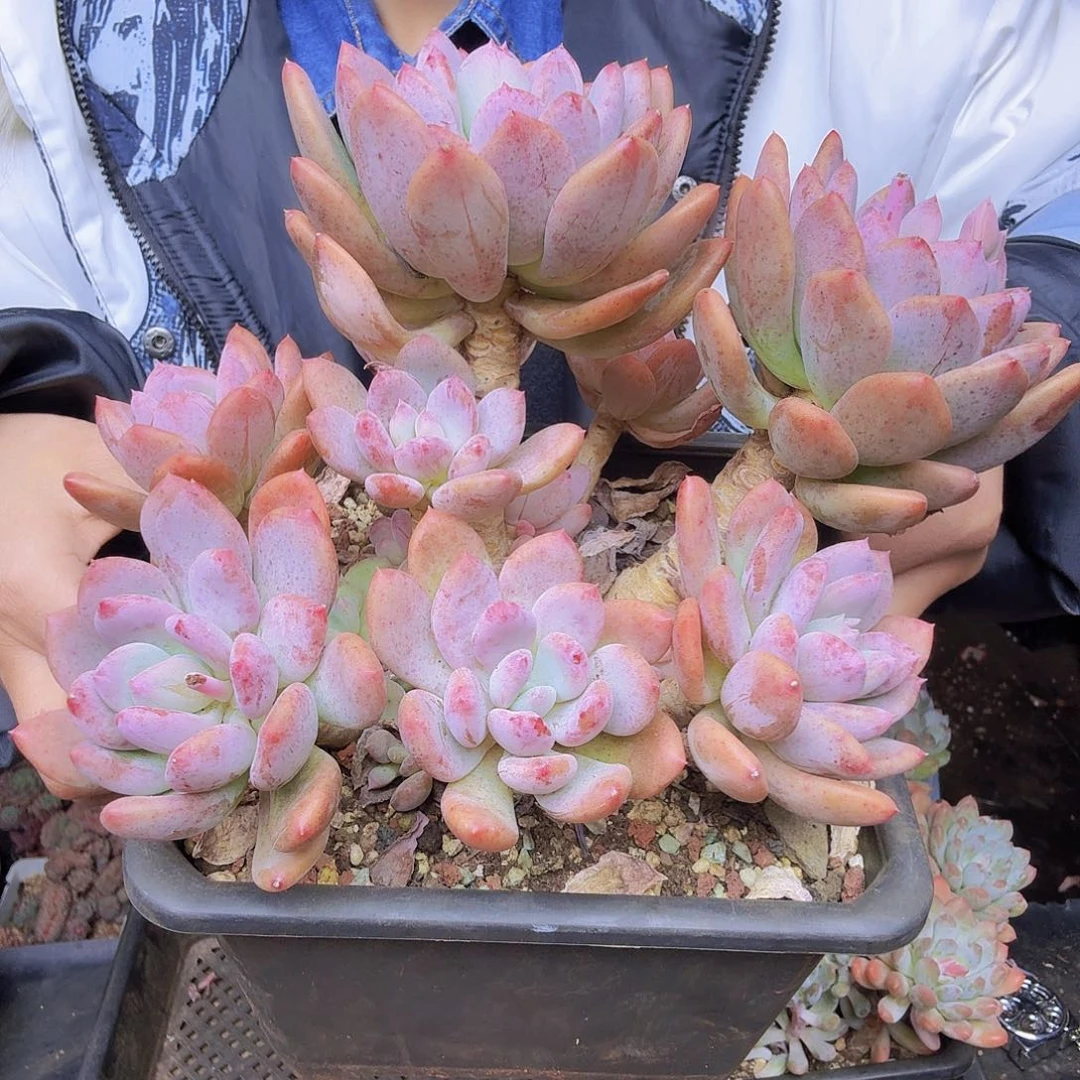 小***太003灰姑娘一物一拍一物一拍