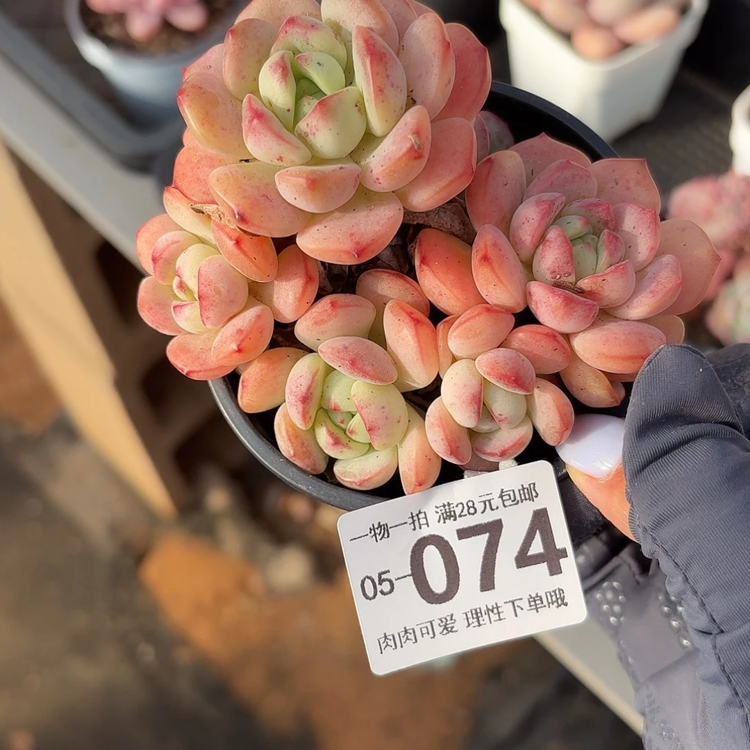 白底香草无盆土发货