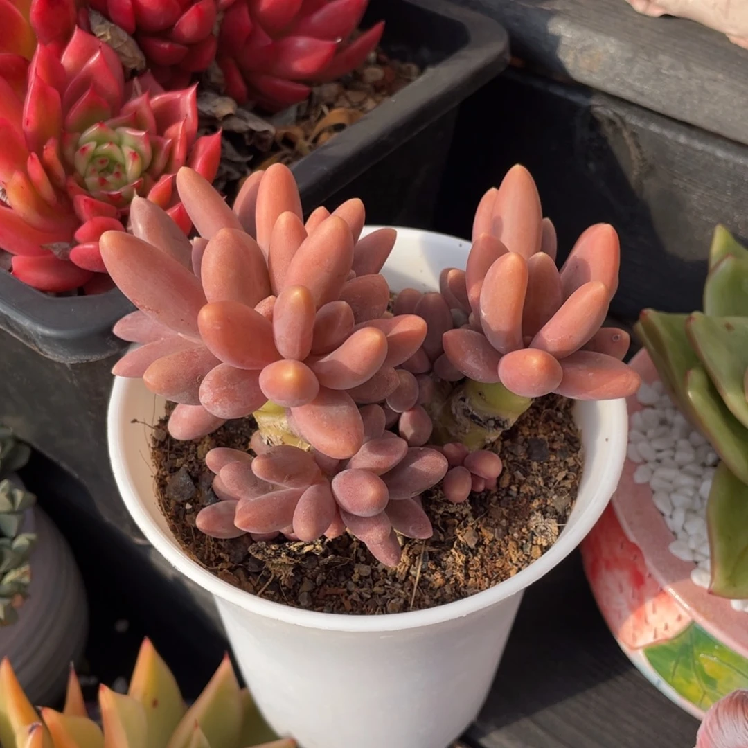 糖果美人多肉植物盆栽