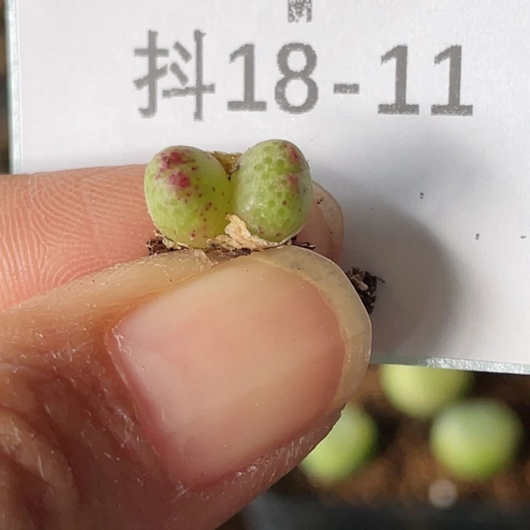 18-11草莓斑马肉锥