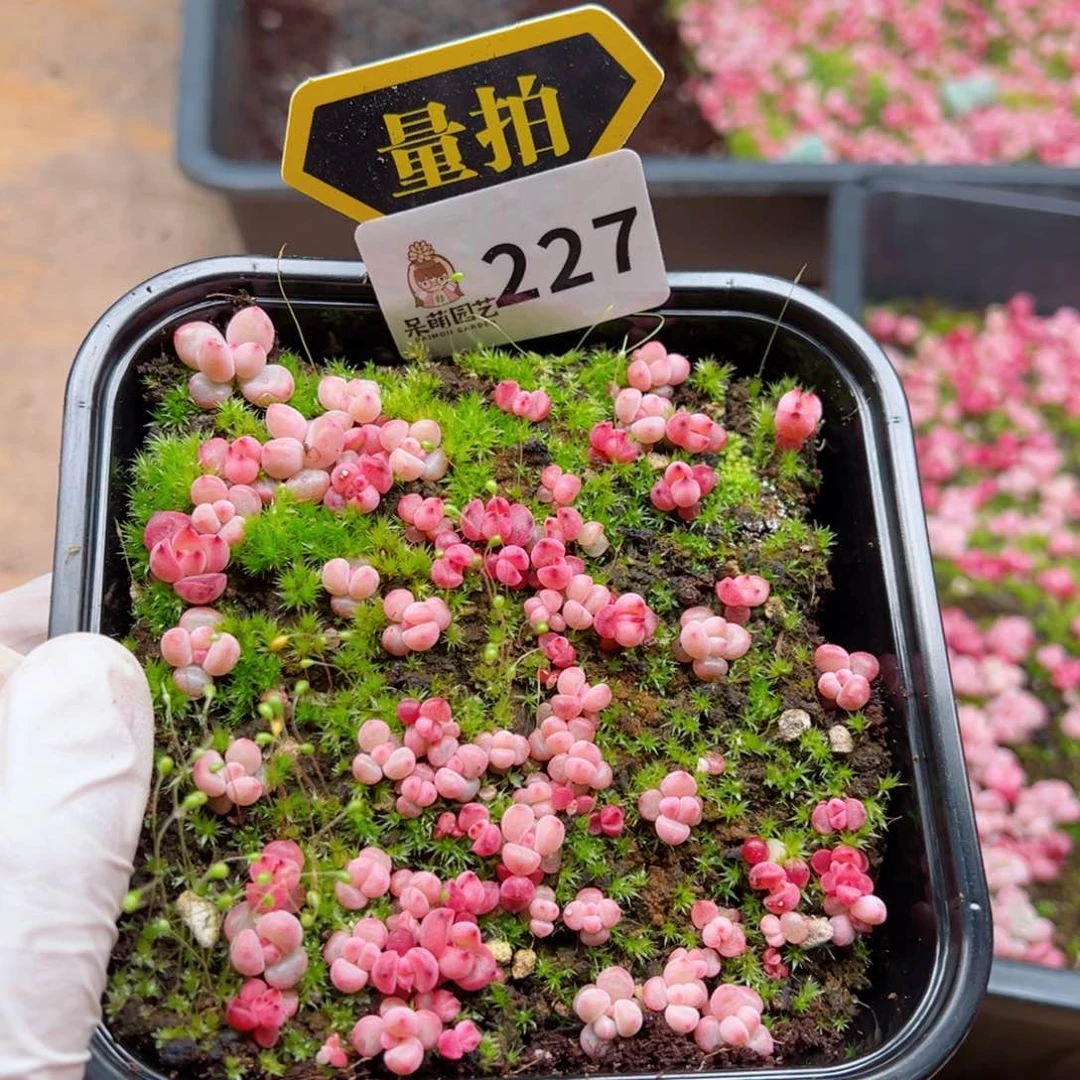 多肉植物多肉植物