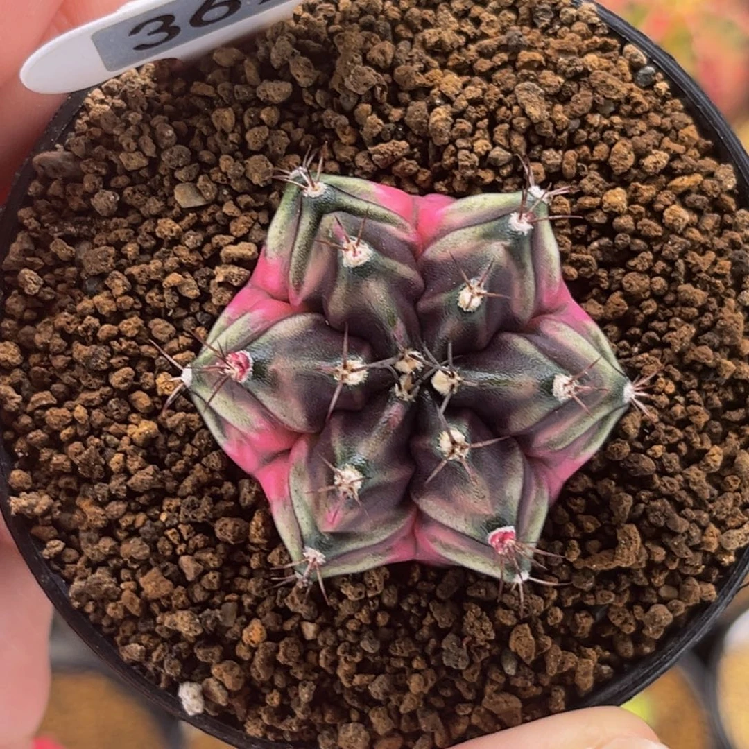 六棱豪臀 米哈仙人球