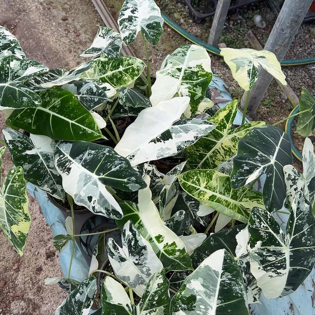 完全开放鹅锦随机发货不售后