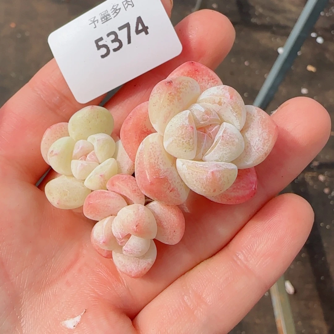 长杆冰玉，5374多肉植物