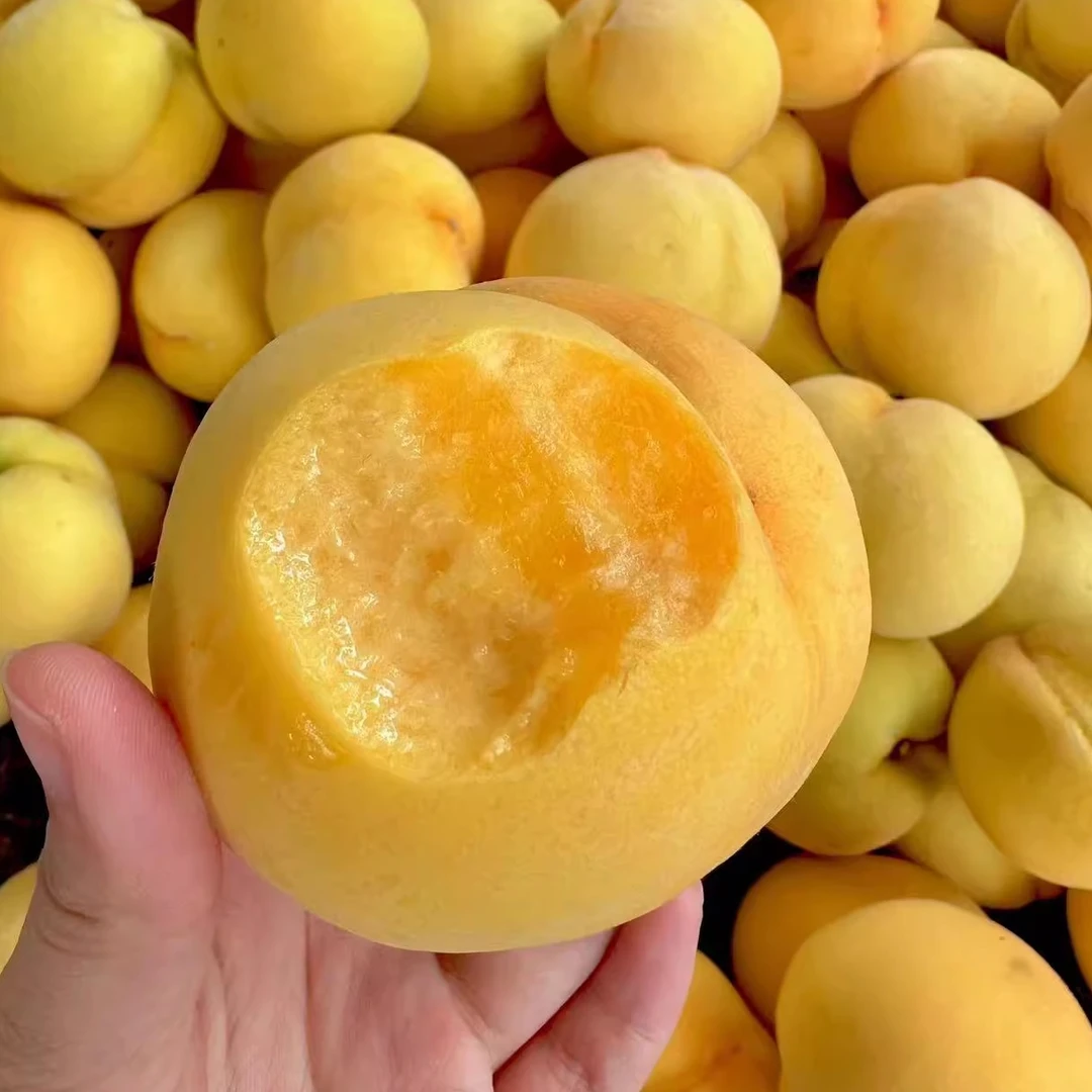 助农直播湖南锦绣黄桃新鲜现摘脆甜多汁脆软两吃水果