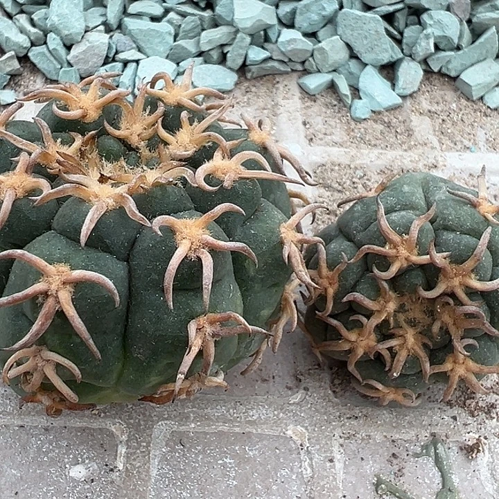 猫爪天平。 苗接落地。  尺寸5+