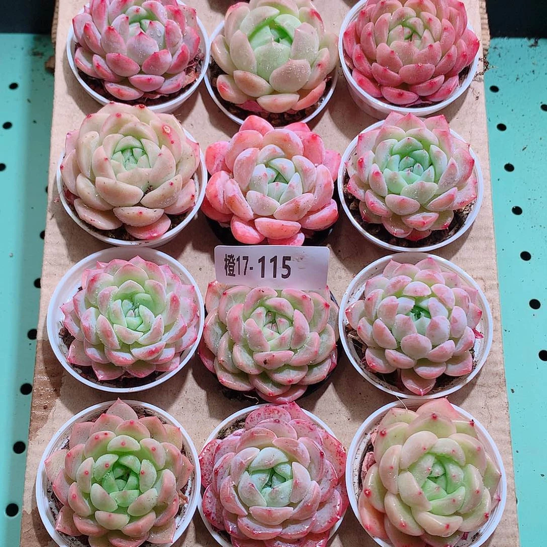 17-115一物一拍带盆18颗