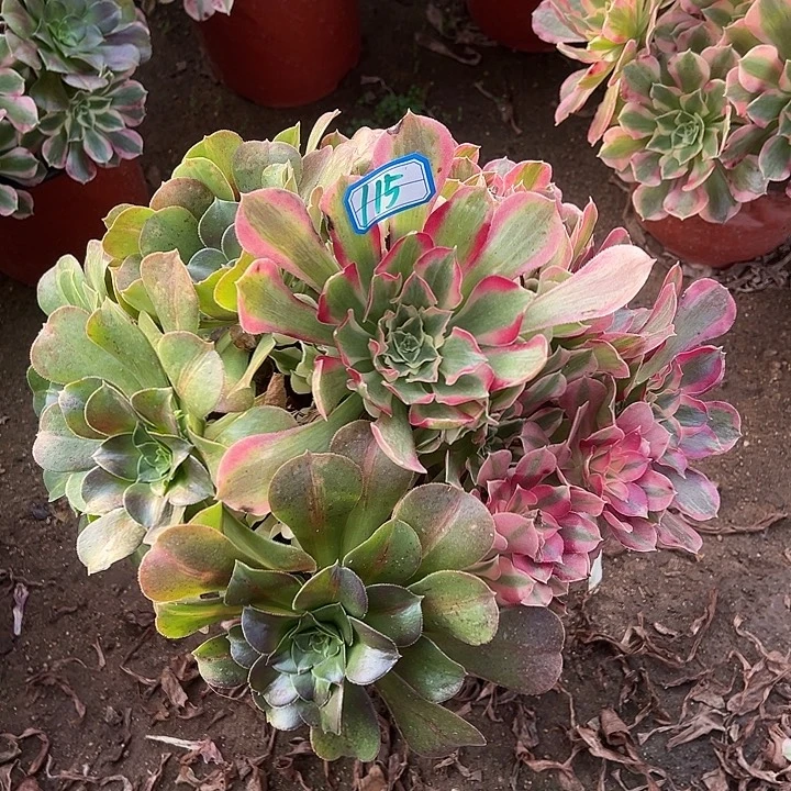多肉植物阴阳叶罗刹115