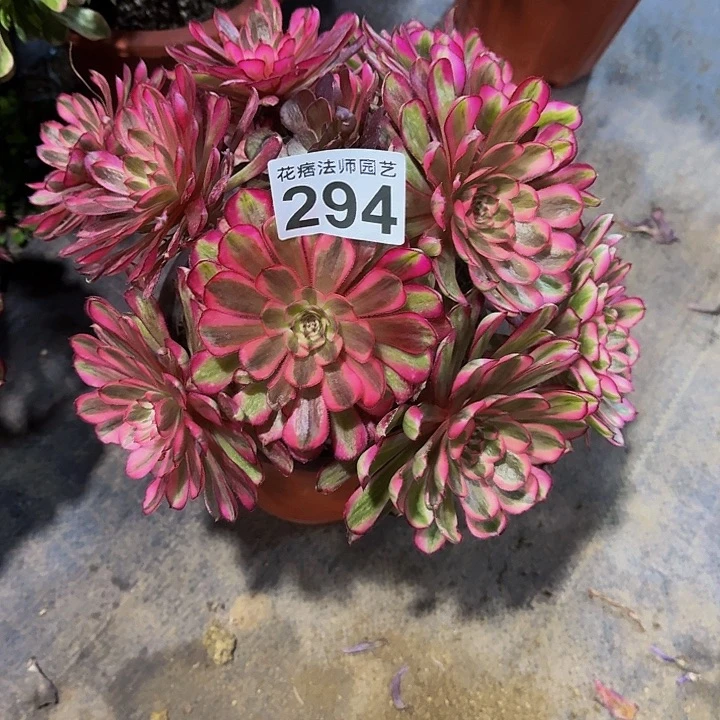 红陶白月光2940000